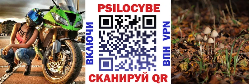 Псилоцибиновые грибы Psilocybe  Малая Вишера 